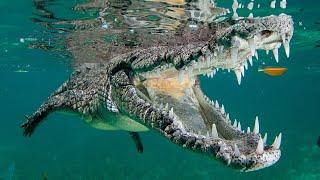 Facts: The American Crocodile