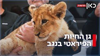 "זו התעללות בבעלי חיים": גורי האריות והקופים שנכלאו בנגב חולצו