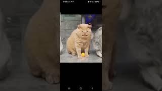 #коты#смешно#улыбайсячаще#весело#ютуб#улыбка#