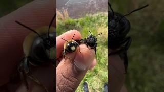 Male & female Eastern Carpenter Bees!  #bees#insects#bug#spiders#tarantula#entomology#fyp