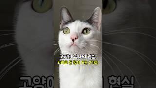 고양이 키우면서 의외로 돈 많이 드는 2가지