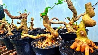 REVIEW HARGA BONSAI TAHUN BARU 2025 HARGA BONSAI MURAH