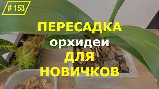 # 153 Как правильно пересадить орхидею фаленопсис в другой горшок #ОрхидеиДляНачинающих