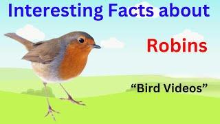 Interesting Facts about Robins | Facts about Robins | Robins Fact Videos | Robin Videos