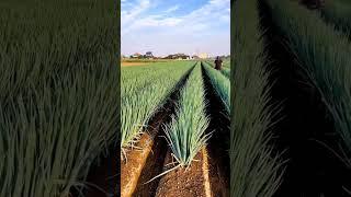 Green Onion Farming Techniques #satisfying #short