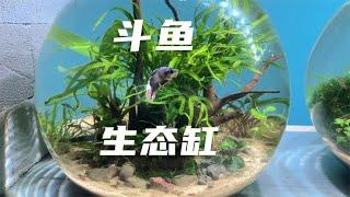 无过滤无CO2不换水，斗鱼生态缸开缸，成景后果然很美