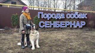 Сенбернар/ описание, характер, дрессура