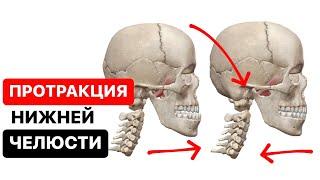Как происходит протракция (движение нижней челюсти вперед) в ВНЧС. Височно-нижнечелюстной сустав 3D