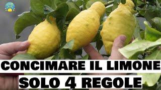 Concimare il LIMONE ( 4 REGOLE DA SAPERE ) Prodigio limone AGRUMI e SEMPREVERDI!