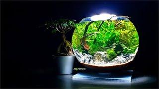 HOW TO: 3 GALLON FISH BOWL AQUASCAPE - George Farmer Style (No Filter, No Ferts, No co2, No heater)