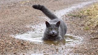 Russian Blue cat in a puddle