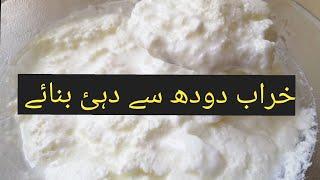 Kharab doodh ka kya banaye | doodh kharab ho jy to kya karna chahiye | kharab doodh sy yougurt bnaye