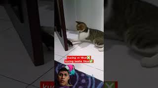 kucing bestie tikus #kucing #kucinglucu #tikus #shortsviral