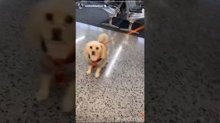 Dog Park at Terminal D. What Would You Doo?