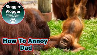 Daring Baby Orangutans Test Their Dad's Patience at Dudley Zoo