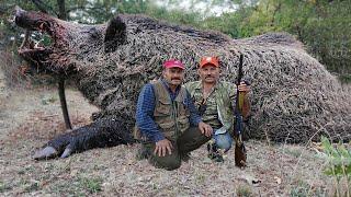 These Americans are magnificent hunters, How to fight millions of wild boars