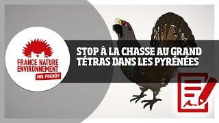 STOP à la chasse au Grand Tétras dans les Pyrénées