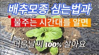 김장 배추 모종 심는방법 / 물주기만 잘하면 100% 다 살아요