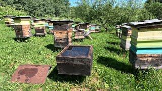 Алтайская пасека, где создается тот самый мед. Рассказ про пасеку и мед.