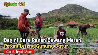 CARA PANEN BAWANG MERAH PETANI LERENG GUNUNG BATUR KINTAMANI #episode124