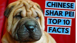 Chinese Shar Pei - TOP 10 Interesting Facts