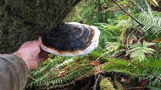 Reishi Mushroom And Red Belted Polypore Pacific Northwest