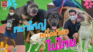 ASIA BIG DOG หนึ่งเดียวในเมืองไทย  - เพื่อนรักสัตว์เอ้ย EP.118 [1/2]