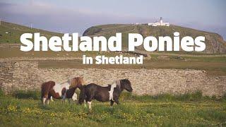 Shetland Ponies from Shetland