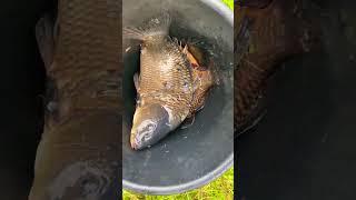 Рыбалка на карася , настоящий золотой карась .