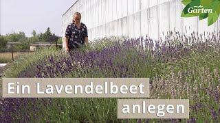 Profi-Tipps: Ein Beet mit Lavendel gestalten | MDR