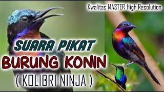 MP3 SUARA PIKAT BURUNG KONIN atau KOLIBRI NINJA yang JERNIH dan TERBUKTI AMPUH