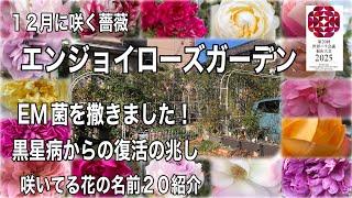 １２月に咲く薔薇　エンジョイローズガーデン