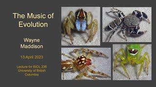 The Music of Evolution (Wayne Maddison 13-04-2023)