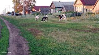 Жизнь в деревне/Торгую на рынке.Урожайный огород.Куриные бедра с кабачком.Навестила маму.