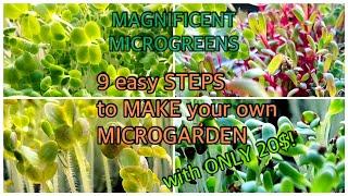 9 EASY STEPS TO MAKE YOUR OWN MICROGARDEN, with only 20$! Enjoy magnificent MICROGREENS in 5 days!