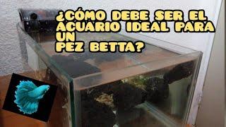 Ideal fish tank for a Betta fish