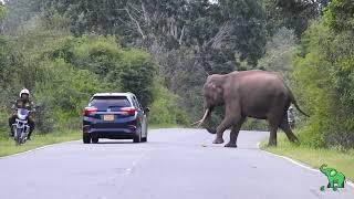The strange behavior of the elephant king #elephantattack