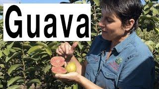 Taking Cuttings of Guava Fruit Trees to form roots - Hawaiian Guava Pink Supreme Plant