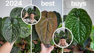 2024 Plant Haul: Must-Have Anthuriums and More (Australia Edition)