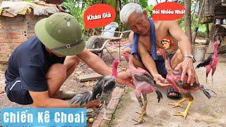 Chiến Kê Choai - Khán Giả Hỏi Thăm Nhiều Nhất / Đức Hiếu