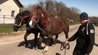 МОЦНІ КОБИЛИ/ЩЕ РАЗ ЗАЇХАЛИ В ЯСЕНИ/КОНІ В УКРАЇНІ!!!КОНІ ВАГОВОЗИ!!!