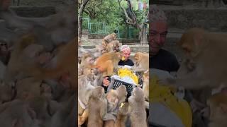 wow its a lunch time of monkey | Helping hungry monkey || feeding banana to monkeys #feedinganimal