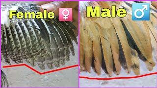 How to Identify Male and Female Chicks