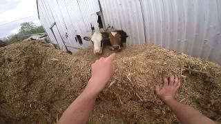 Unloading Silage Wagon of Wood Chips