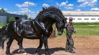 13 Maiores e Mais Poderosos Cavalos do Planeta