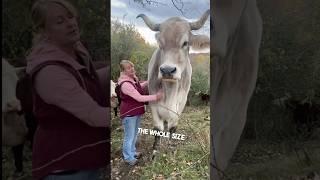 This man owns a giant animal on his farm 