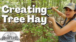 FEEDING LIVESTOCK FOR FREE. Creating TREE HAY for feeding livestock during the winter