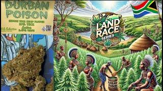 Durban Poison Land Race Cannabis THCa flower! Cannabis and Coffee Roots of Today's Fruits 2 of 4!