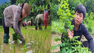 Huong grows rice to help her benefactor's family - Hung longs for the day Huong returns.