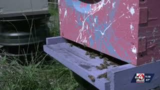 To bee or not to bee stung, that is the question. Tips on avoiding bee stings this summer